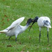 White ibis. Fledgling being fed. Hyde Park, Sydney, New South Wales, Australia, March 2014. Image &copy; Alan Tennyson by Alan Tennyson
