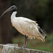 White ibis. Adult perched on fence. Sydney,  New South Wales,  Australia, December 2012. Image &copy; Duncan Watson by Duncan Watson