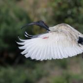 White ibis. Adult in breeding condition in flight. Toowoomba, Queensland, September 2017. Image &copy; Tim Van Leeuwen 2017 birdlifephotography.org.au by Tim Van Leeuwen