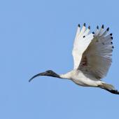 White ibis. Adult in flight. Western Treatment Plant, Werribee, Victoria, February 2015. Image &copy; Ian Wilson 2015 birdlifephotography.org.au by Ian Wilson