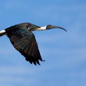 Straw-necked ibis. Adult in flight. Edithvale wetlands, Victoria, June 2011. Image &copy; George Pergaminelis 2011 birdlifephotography.org.au by George Pergaminelis