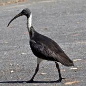 Straw-necked ibis. Adult. Port Douglas, Queensland, Australia, August 2015. Image &copy; Rebecca Bowater by Rebecca Bowater FPSNZ AFIAP www.floraandfauna.co.nz