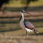 Straw-necked ibis. Adult. Kambah, Australian Capital Territory, July 2017. Image &copy; Glenn Pure 2017 birdlifephotography.org.au by Glenn Pure
