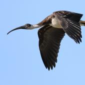 Straw-necked ibis. Immature in flight. Swan Lake, Phillip Island, Victoria, March 2017. Image &copy; Con Duyvestyn 2017 birdlifephotography.org.au by Con Duyvestyn