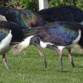 Straw-necked ibis. Adults feeding. Parliament House, Canberra, May 2017. Image &copy; R.M. by R.M.
