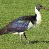 Straw-necked ibis. Adult. Parliament House, Canberra, May 2017. Image &copy; R.M. by R.M.