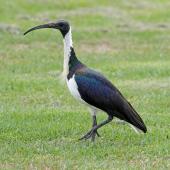 Straw-necked ibis. Adult on grass. Perth, April 2014. Image &copy; Duncan Watson by Duncan Watson