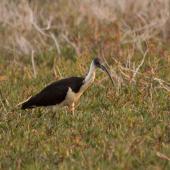 Straw-necked ibis. Immature. Roebuck plains, Broome, Western Australia, August 2014. Image &copy; Roger Smith by Roger Smith