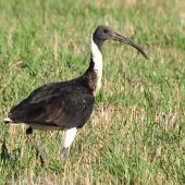 Straw-necked ibis. Adult. Oxley Flats, Victoria, Australia, March 2010. Image &copy; Cheryl Marriner by Cheryl Marriner http://www.glen.co.nz/cheryl