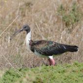 Straw-necked ibis. Adult in breeding condition. Altona, Victoria, February 2016. Image &copy; Kathy Zonnevylle 2016 birdlifephotography.org.au by Kathy Zonnevylle