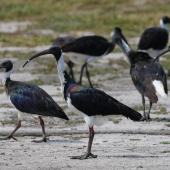 Straw-necked ibis. Adult flock. Laratinga Wetlands, South Australia, March 2016. Image &copy; John Fennell by John Fennell