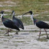 Straw-necked ibis. Three adults. Laratinga Wetlands, South Australia, March 2016. Image &copy; John Fennell by John Fennell