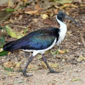 Straw-necked ibis. Adult. Cairns, Queensland, Australia, July 2015. Image &copy; John Fennell by John Fennell