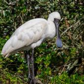 Royal spoonbill. Juvenile. Western Springs,  Auckland, August 2019. Image &copy; Jonathan Mower by Jonathan Mower