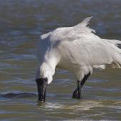 Royal spoonbill. Subadult feeding, with feathers ruffled by wind. Lake Ellesmere, March 2014. Image &copy; Steve Attwood by Steve Attwood &nbsp;http://www.flickr.com/photos/stevex2/