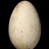 Royal spoonbill | Kōtuku ngutupapa. Egg 70.6 x 45.2 mm (NMNZ OR.008542, collected by N.J. Favaloro). Kerong, Victoria,  Australia, November 1947. Image &copy; Te Papa by Jean-Claude Stahl