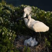 Royal spoonbill | Kōtuku ngutupapa. Adults at nest with chicks. The Catlins, December 2012. Image &copy; Craig McKenzie by Craig McKenzie