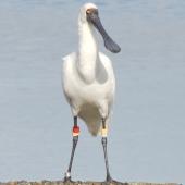 Royal spoonbill. Banded 8-year-old (yellow over pale green on left, red over yellow on right), banded as a chick at Blenheim sewage ponds. Motueka marina, Wharf Road, July 2013. Image &copy; David Samways by David Samways