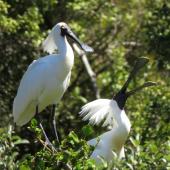 Royal spoonbill. Adults in breeding plumage displaying. Whataroa white heron colony, October 2016. Image &copy; Scott Brooks (ourspot) by Scott Brooks