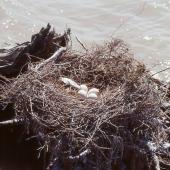 Royal spoonbill. Nest with 4 eggs. Wairau Lagoons, Blenheim, February 1988. Image &copy; Colin Miskelly by Colin Miskelly