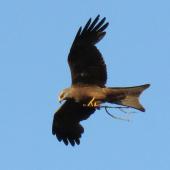 Black kite. Adult carrying stick (which it would drop and then swoop down and catch). Oram Road, Meremere, December 2016. Image &copy; Scott Brooks (ourspot) by Scott Brooks