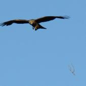 Black kite. Adult dropping stick (which it then swoop down to catch). Oram Road, Meremere, December 2016. Image &copy; Scott Brooks (ourspot) by Scott Brooks