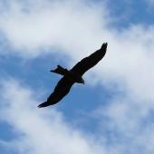 Black kite. Ventral flight silhouette. Renwick, January 2013. Image &copy; Alan Tennyson by Alan Tennyson
