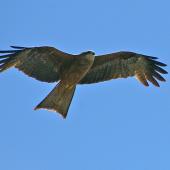 Black kite. Ventral view of adult in flight. Yeppoon,  Queensland. Image &copy; Noel Knight by Noel Knight