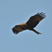 Black kite. Ventral view of bird in flight. Pontigny, France, March 2016. Image &copy; Cyril Vathelet by Cyril Vathelet