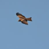 Black kite. Dorsal side view of bird in flight. Bas Rebourseaux, France, March 2016. Image &copy; Cyril Vathelet by Cyril Vathelet