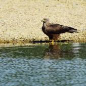 Black kite. Adult standing by water. Bas-rebourseaux, France, July 2016. Image &copy; Cyril Vathelet by Cyril Vathelet