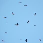 Black kite. Soaring flock. Adel's Grove, Queensland, Australia, June 2008. Image &copy; Alan Tennyson by Alan Tennyson
