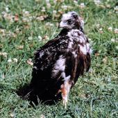 Swamp harrier | Kāhu. Nestling close to fledging. Bird Rescue Wanganui, January 1994. Image &copy; Ormond Torr by Ormond Torr