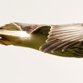 Swamp harrier | Kāhu. Adult in flight. Sandy Bay, Whangarei, December 2013. Image &copy; Malcolm Pullman by Malcolm Pullman aqualine@igrin.co.nz