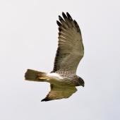 Swamp harrier | Kāhu. Pale adult male in flight. Sandy Bay, Whangarei, December 2013. Image &copy; Malcolm Pullman by Malcolm Pullman aqualine@igrin.co.nz
