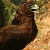 Swamp harrier. Immature (in captivity). Bird Rescue Wanganui, March 2010. Image &copy; Ormond Torr by Ormond Torr