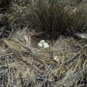 Swamp harrier | Kāhu. Nest with 4 eggs. Lake Tekapo, November 1982. Image &copy; Department of Conservation (image ref: 10028797) by Rod Morris, Department of Conservation Courtesy of Department of Conservation