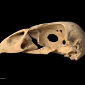 Eyles' harrier. Skull. Te Papa S.033635. Hukanui, Hawke's Bay. Image &copy; Te Papa by Te Papa