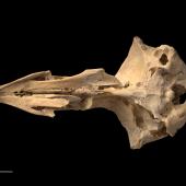 Eyles' harrier | Kērangi. Skull (ventral). Te Papa S.033635. Hukanui, Hawke's Bay. Image &copy; Te Papa by Te Papa