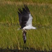 White-bellied sea eagle. Adult carrying catfish. Mareeba Wetlands, Atherton Tableland,  Queensland,  Australia, December 2016. Image &copy; Imogen Warren by Imogen Warren