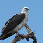 White-bellied sea eagle. Adult. Yellow Water billabong, Darwin, Australia, July 2009. Image &copy; Rosemary Tully by Rosemary Tully