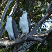 White-bellied sea eagle. Adult pair at roost. Ord River, Kununurra, Kimberley, Western Australia, August 2014. Image &copy; Roger Smith by Roger Smith