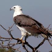 White-bellied sea eagle. Adult. Northern Territory,  Australia, July 2012. Image &copy; Dick Porter by Dick Porter