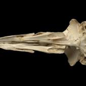 Haast's eagle. Skull (ventral). Te Papa S.022473. Honeycomb Hill Caves, Northwest Nelson. Image &copy; Te Papa by Te Papa