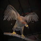 Haast's eagle. Model at Zealandia. . Image &copy; Alan Tennyson & Zealandia by Alan Tennyson