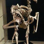 Haast's eagle. Mounted skeleton in Otago Museum. Castle Rock, Southland. Image &copy; Alan Tennyson & Otago Museum, Dunedin by Alan Tennyson