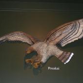 Haast's eagle. Model in Canterbury Museum. . Image &copy; Alan Tennyson & Canterbury Museum by Alan Tennyson