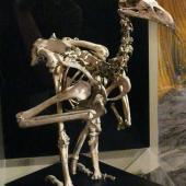 Haast's eagle. Mounted skeleton in Otago Museum. Castle Rock, Southland. Image &copy; Alan Tennyson & Otago Museum, Dunedin by Alan Tennyson