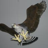 Haast's eagle. Model made by Richard de Hamel in Nelson Museum. . Image &copy; Alan Tennyson by Alan Tennyson