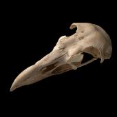 Haast's eagle. Skull. Te Papa S.022473. Honeycomb Hill Caves, Northwest Nelson. Image &copy; Te Papa by Te Papa